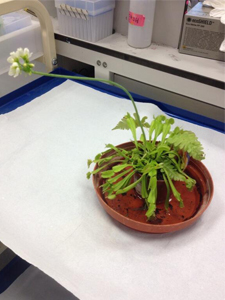 The Lab's Venus Fly Trap