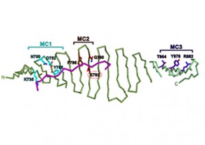 dSas4 / Ana2 crystal