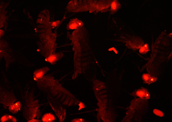 Red-Eyed Drosophila