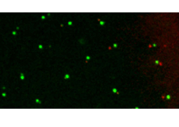 Centrioles in Embryos