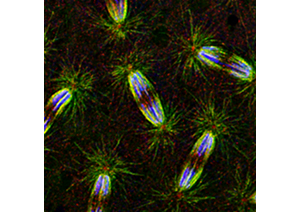 Mitotic Spindle in Drosophila Embryo