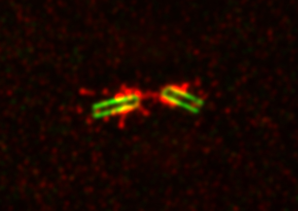 Centrioles Nucleating PCM