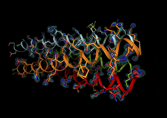 Ana2 Coiled-Coil Structure