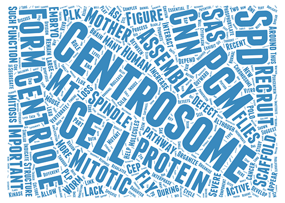 Centrosome Review Word-Cloud