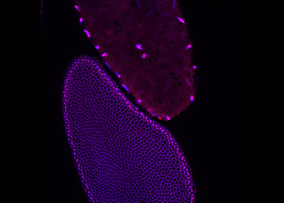 SAP embryos