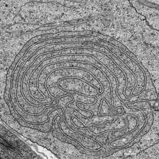 Fused mitochondria in Drosophila testes tissue. - Saroj Saurya (Raff Lab)