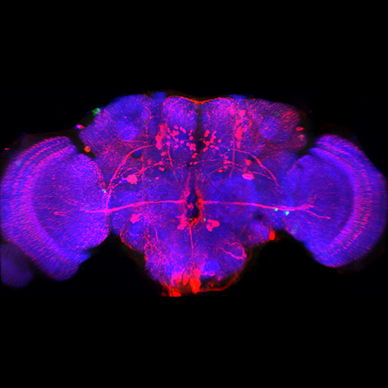Adult Drosophila head - Carolina Rezeval (DPAG)