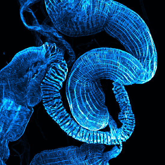 Drosophila Larval Gut - Sonia Muliyil and Clemence Levet