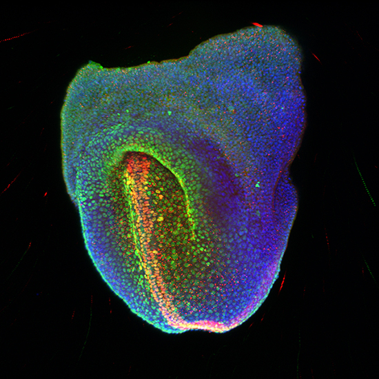 Mouse Embryo - Ita Costello (Robertson-Bikoff Lab)